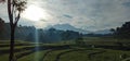 a view of the area of Ã¢â¬â¹Ã¢â¬â¹rice fields and green trees stretching wide with views of Mount Lawu Karanganyar, Central Java